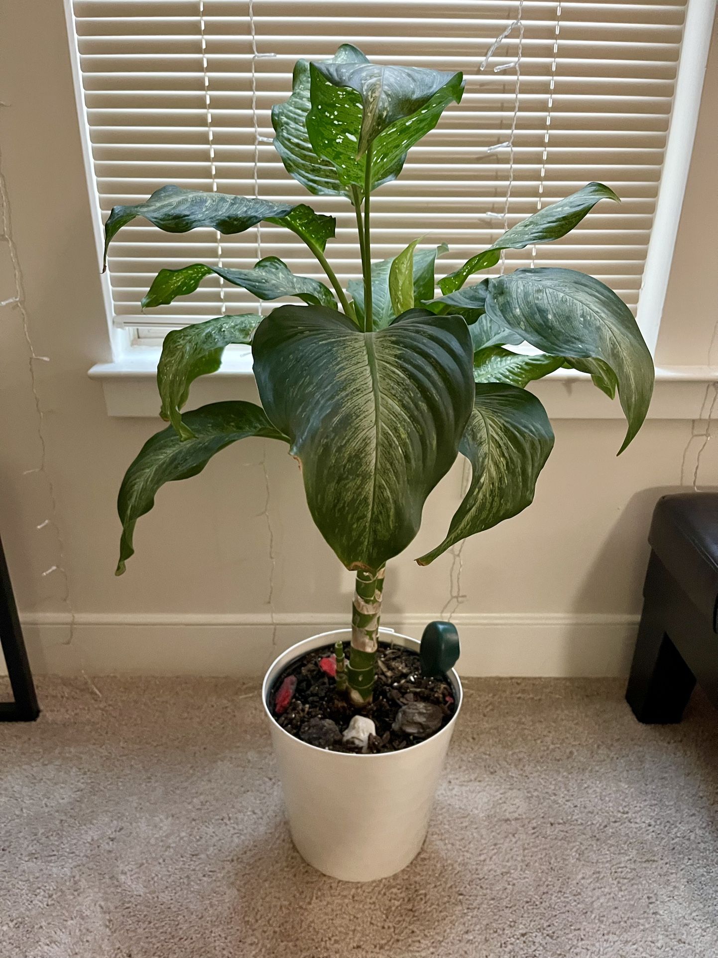 House Plants