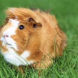 Guinea Pig With Cage, And Everything Included
