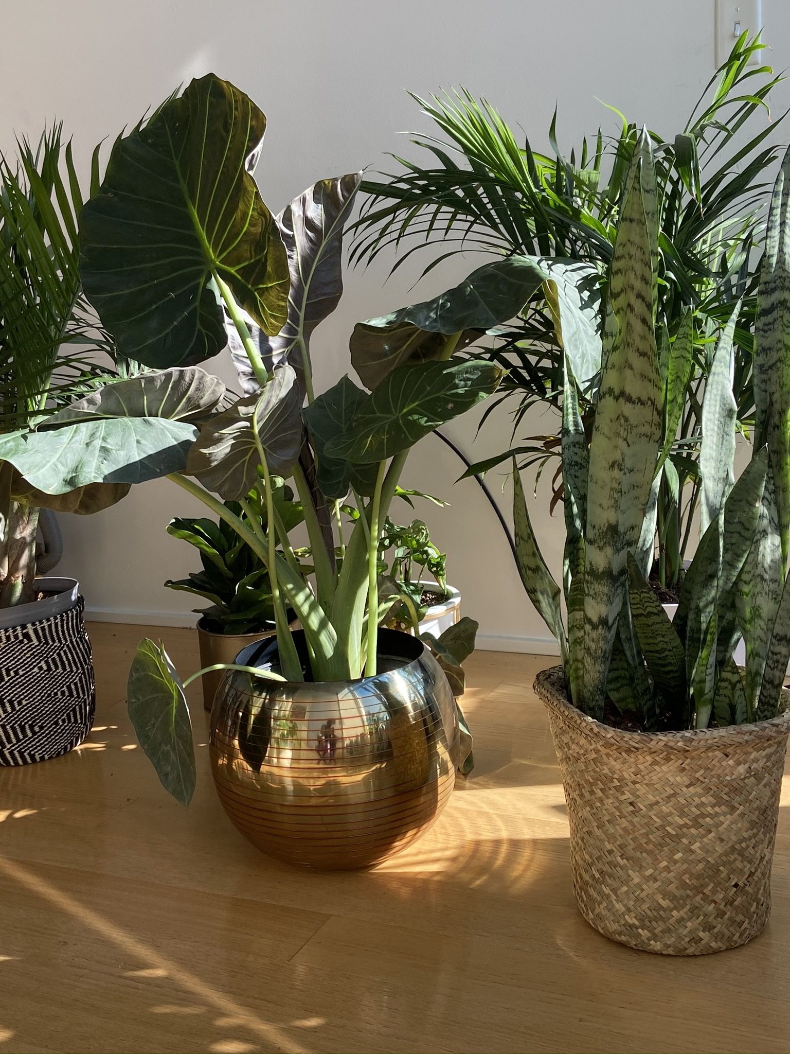 CB2 Planter - Rainbow Gold