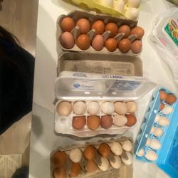 farm Egg  $5.50 Per Dozen 