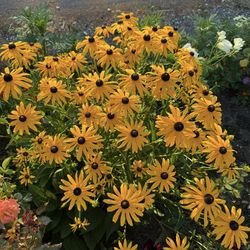 Black eyed Susan plant in pot semiannual will bloom this summer