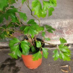Assortment of plants for sale, priced individually