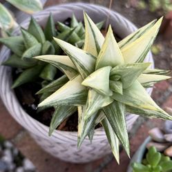 Mature Variegated Haworthia Cluster Succulent