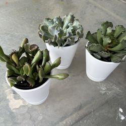 Succulents 