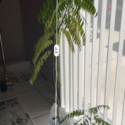 Organic curry Leave Plant Best In Town