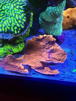 Montipora 