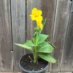 Canna Lilly 
