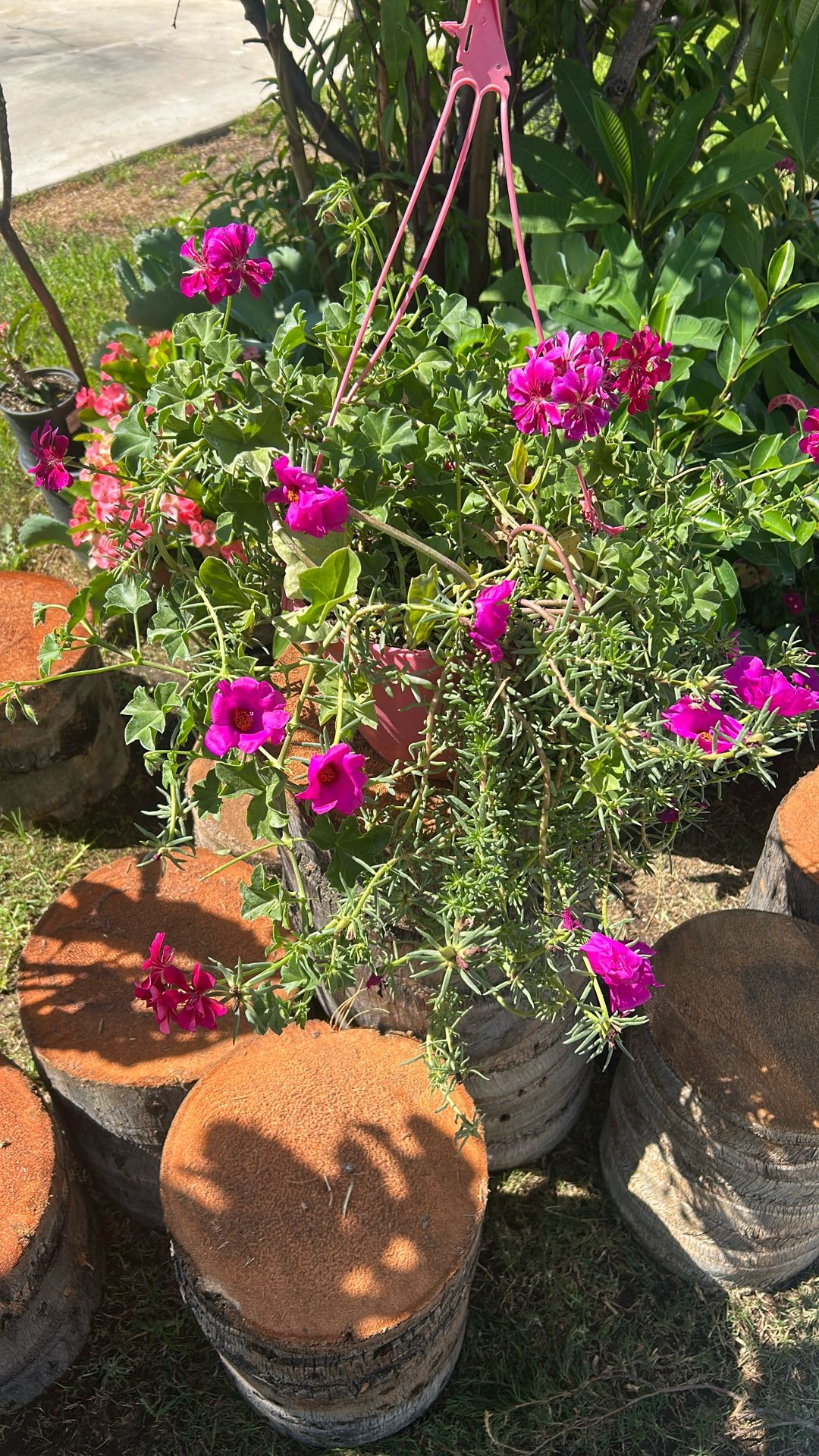 Portulaca Grandiflora