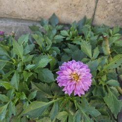 Dahlia pinata Flower