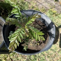 Curry Leaves Plant And Pink Guava And Alphonso Mango