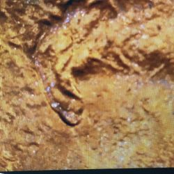 1984 D Penny Double Ear $$$ 27,000 