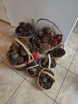 Free - pine cones