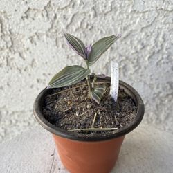 3 Inch Pot Succulent Plant- Tradescantia Fluminensis Lavender Variegata  - Wandering Jew Variegated - Rooted & Established - Drought Resistant - 🪴