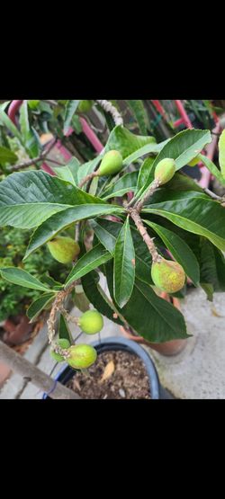 Loquat Tree