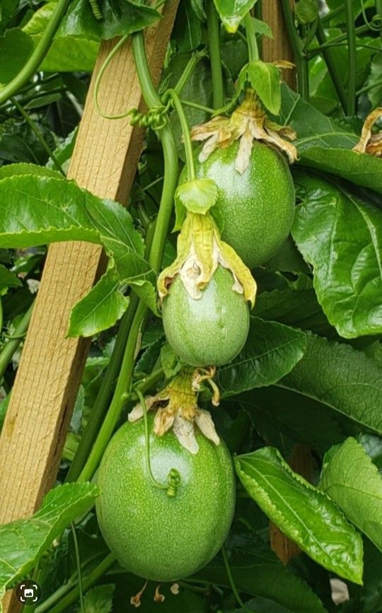 Passion Fruit & Blackberry Trees