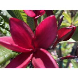 Bag Rooted Dark Red Plumerias