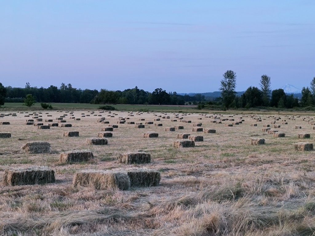 Hay For Sale