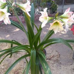Plantas Naturales