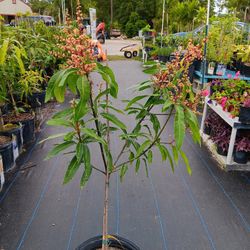 Dwarf Hawaiian Mango Plants 7 Gallons