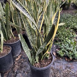 Snake Plant