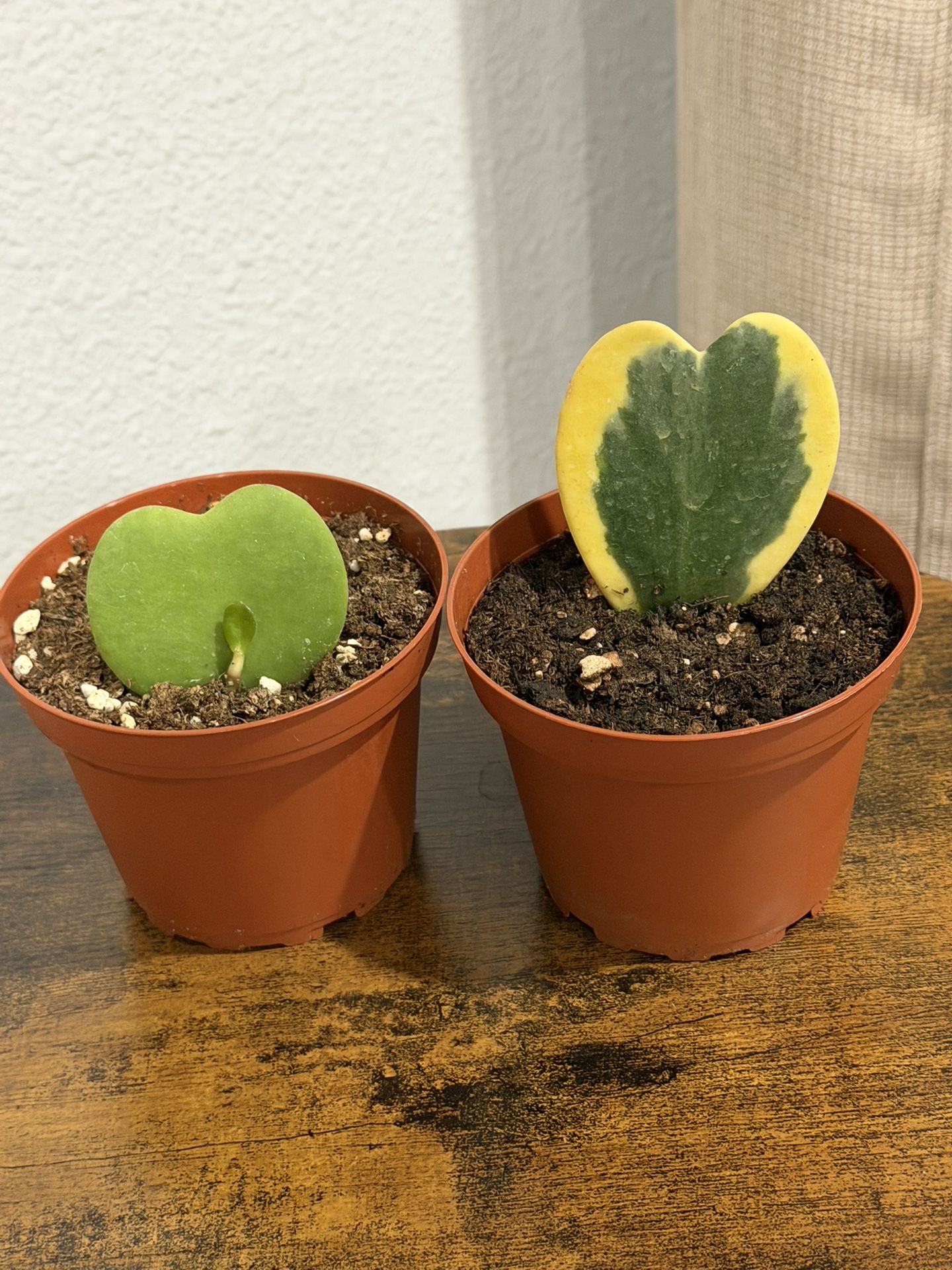 2 Heartleaf Hoyas