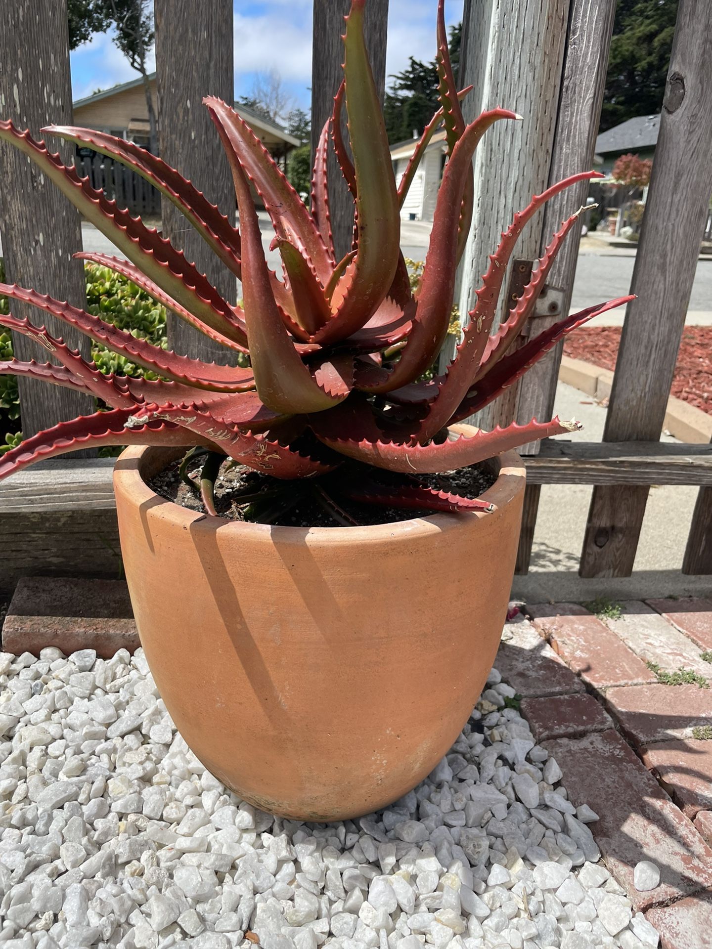 Potted Starfish Aloe