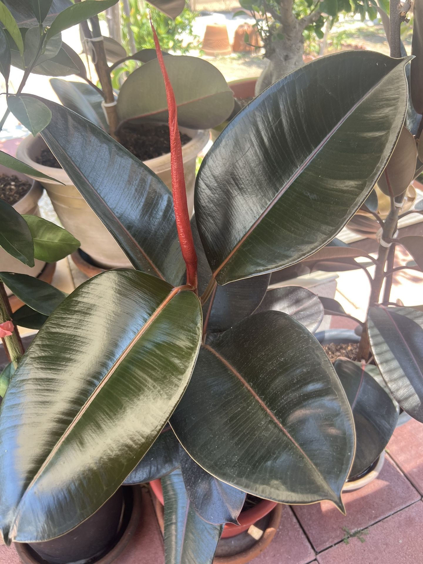Rubber Plant