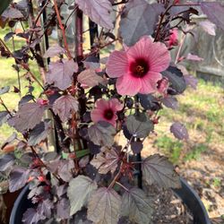 Cranberry Hibiscus Seedlings/ Hardy Bananas