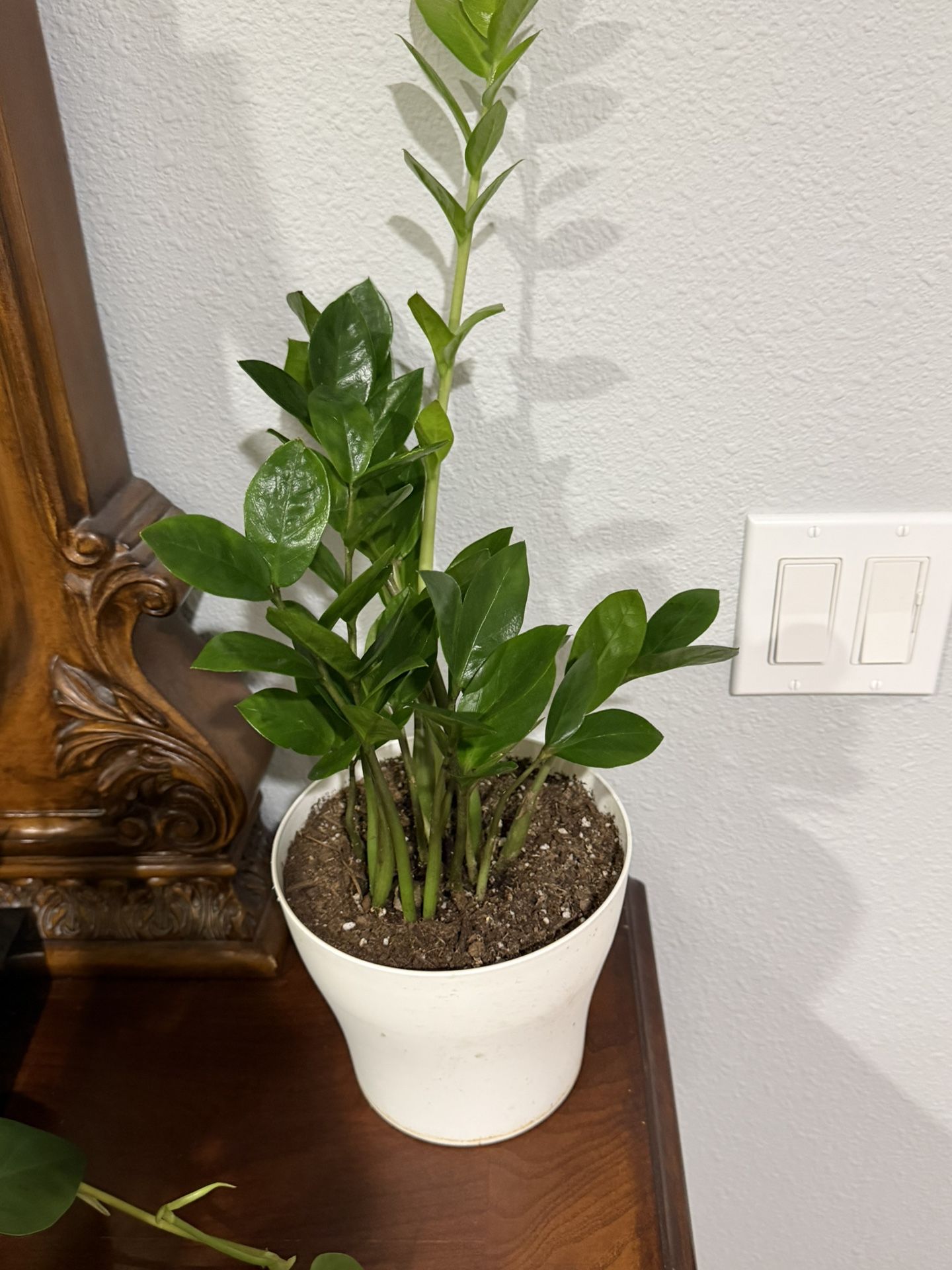 ZZ Indoor Plant