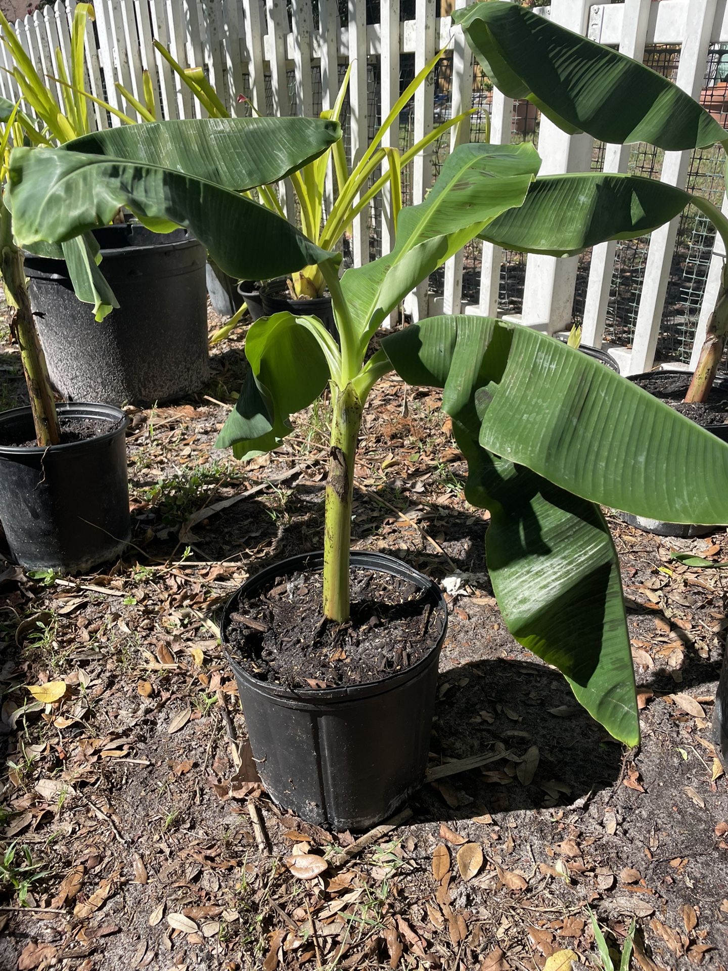 Dwarf Banana Tree