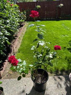 Stiletto hybrid tea rose plants