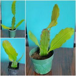 White Night Blooming Orchid Cactus Plant
