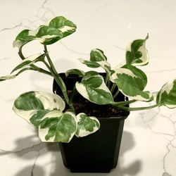 N’Joy Pothos In 4in Pot