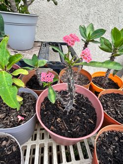 Planta Corona de cristo