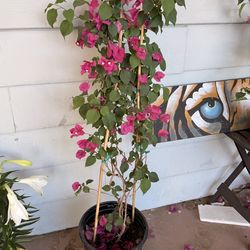 Bugambilia planta color rosita