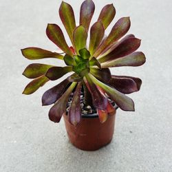 Succulents plants 🪴 