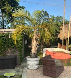 Areca Palm tree with pot