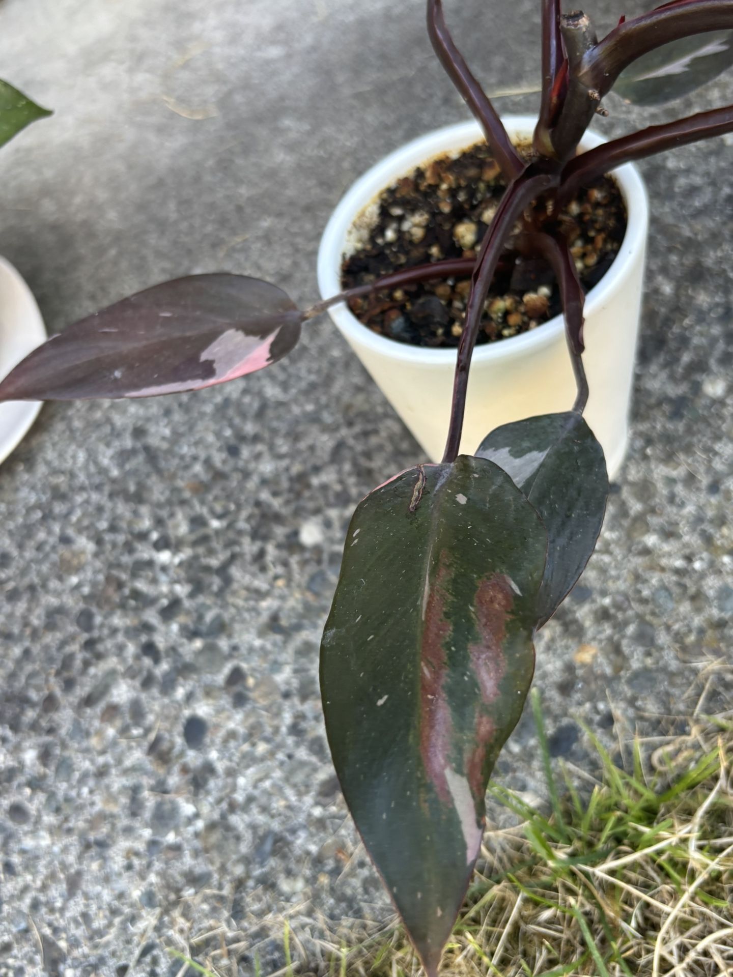 Cool Pink Princess philodendron In A Whit Ceramic Pot