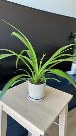 Small Spider Plant (Chlorophytum comosum) 🪴