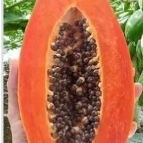 $9 papaya plant 