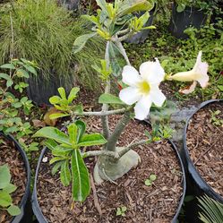 Desert roses Sale! 7gl $45🌼