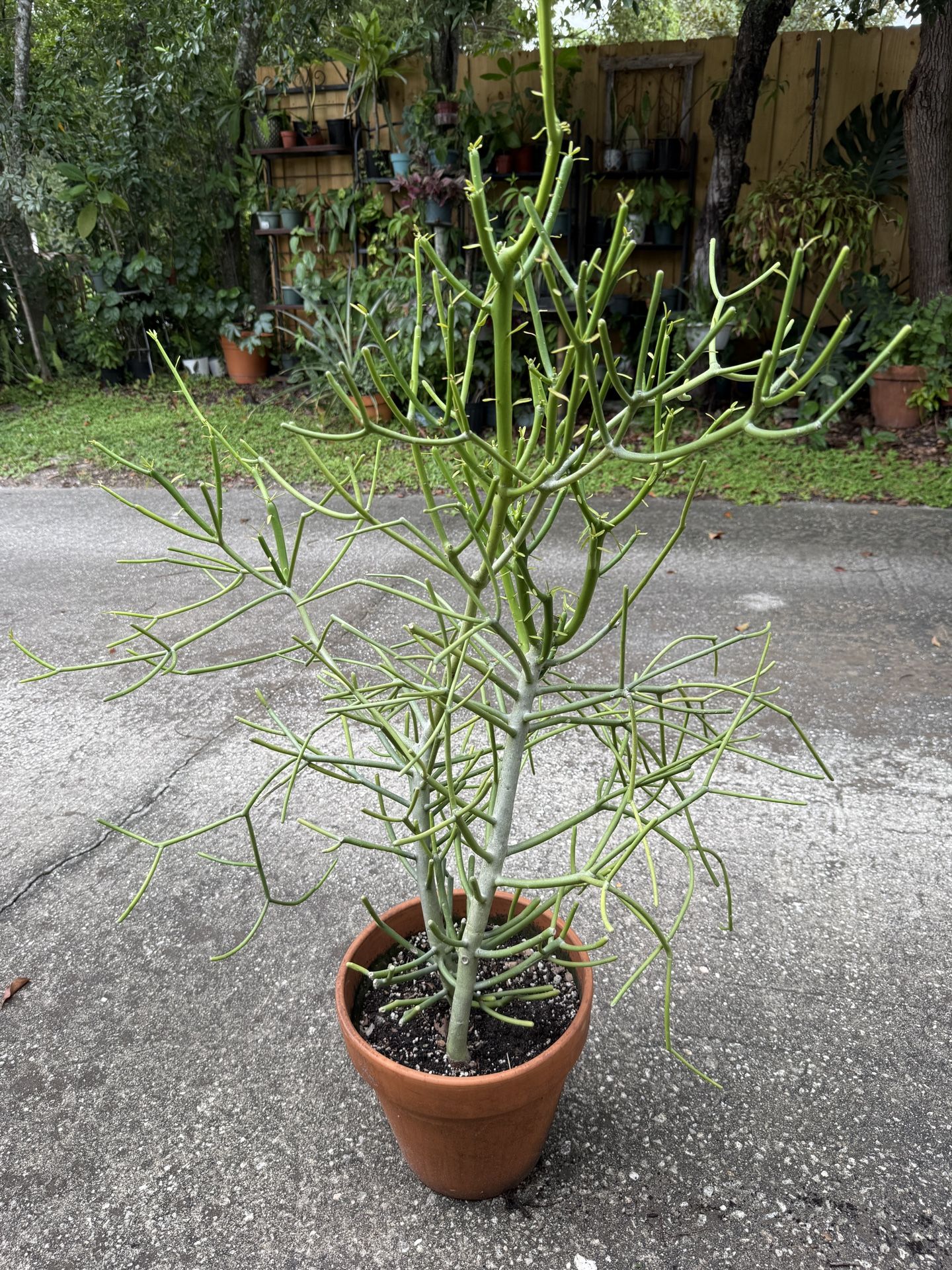 Pencil Stick Cactus Plant in Ceramic Pot