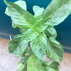 Planta De Albahacar