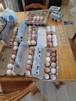 Fresh Organic Free Range  Eggs