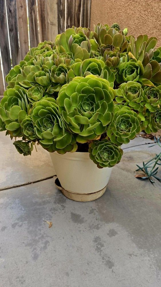 Green  Succulent  $25.00,Red Succulents $15.00 and Cactus. 