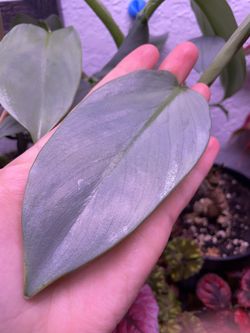 Philodendron silver sword houseplant tropical green Foliage easy