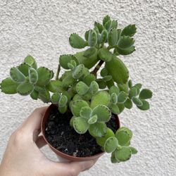 potting soil indoor plants Premium Houseplant Mix [1 Gal.]
