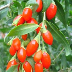 Wolfberry Berry Goji Berry Seedling Live Plant Tree (Lycium barbarum) - Lycium 1 Gallon 2ft Tall