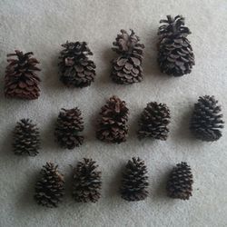 Natural Pine Cones/Lot Of 35/Assorted Sizes 