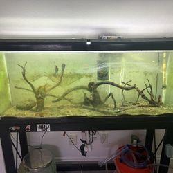 55 Gallon Aquarium Waters Healthy Just Algae Bloom From Sun 